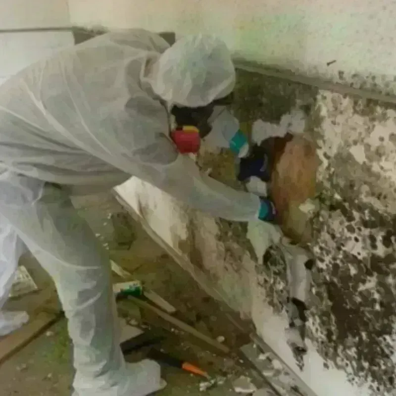 Mold Remediation and Removal in Maplewood, WA